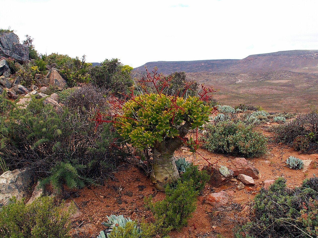 リヒタースフェルドの文化的・植物的景観