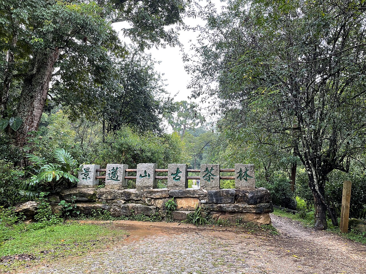 普洱の景邁山古茶林の文化的景観