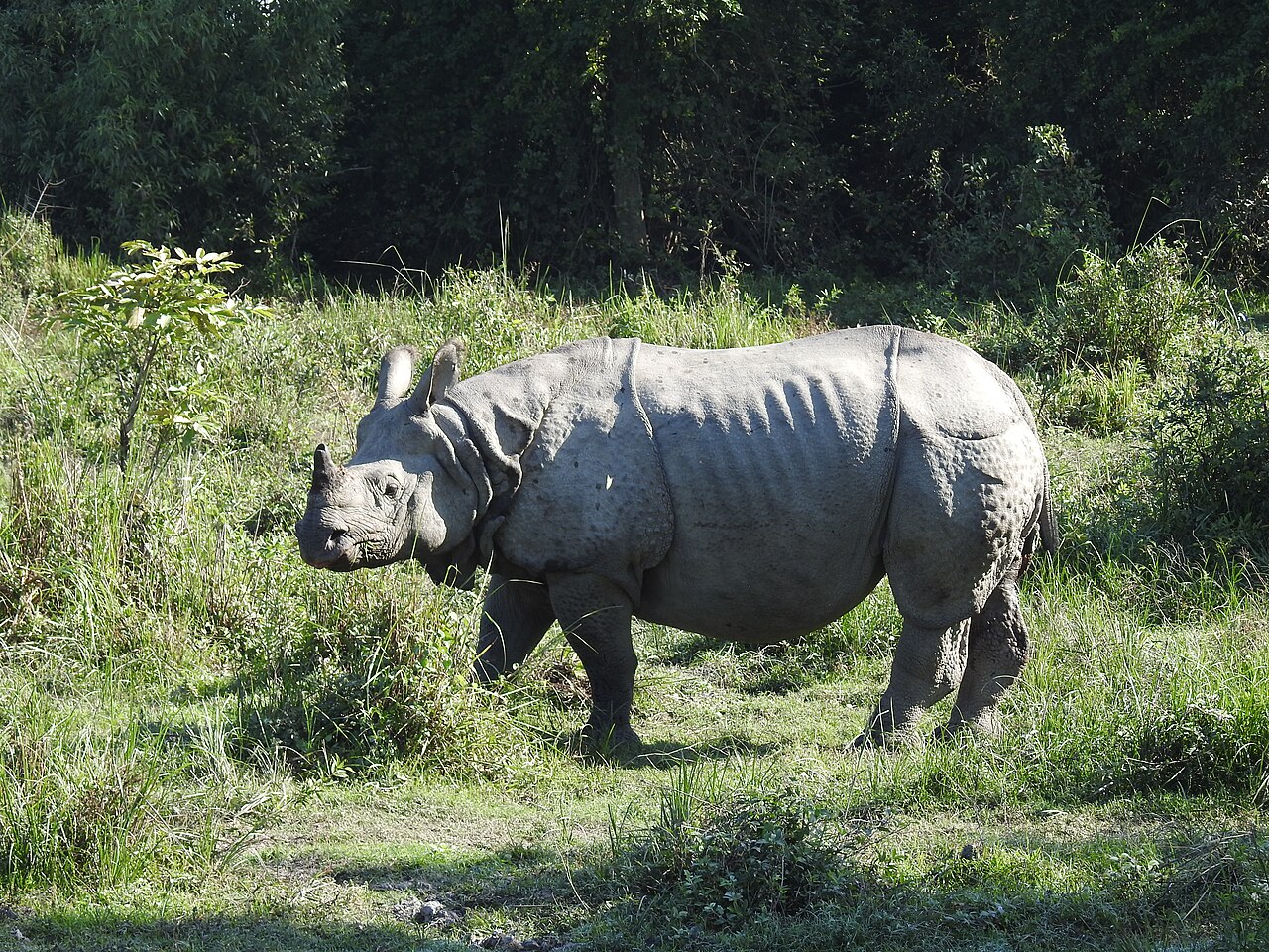 カジランガ国立公園